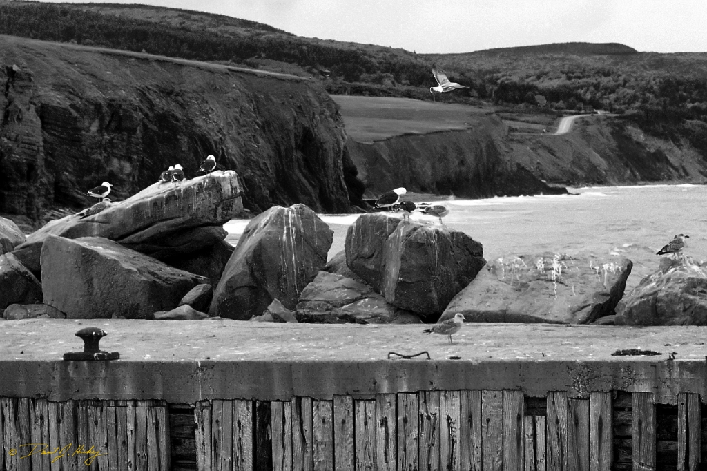 nova scotia gulls